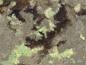 Preview: Abernathyite