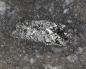 Preview: Weissbergit