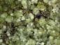 Preview: Arsenuranospathite