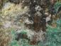 Preview: Lanthanit-(Ce)