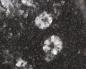 Preview: Strontiodresserite